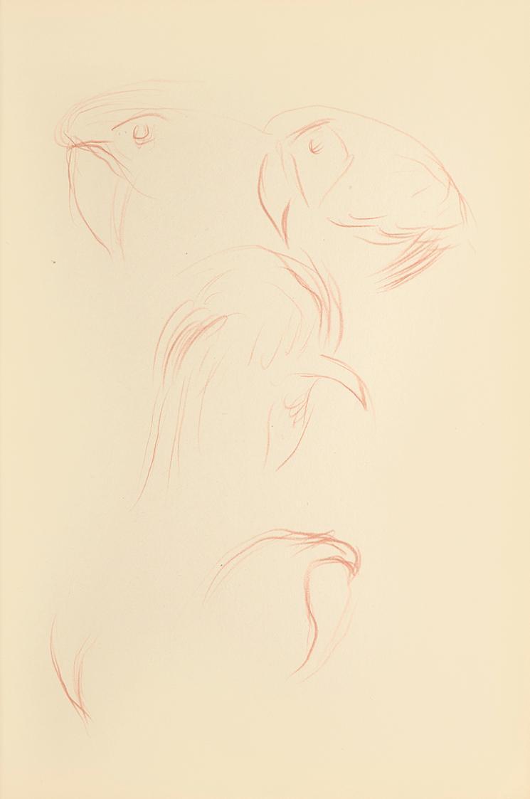 Alfred Wickenburg, Studien zu einem Papagei, 1942, Rötel auf Papier, Blattmaße: 29,7 × 20,9 cm, ...