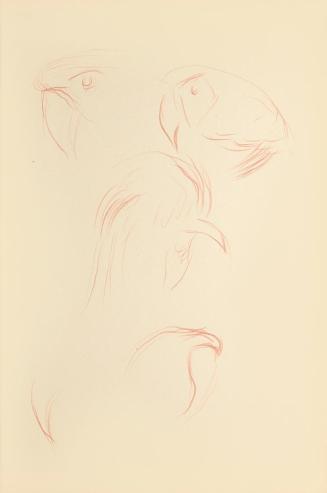 Alfred Wickenburg, Studien zu einem Papagei, 1942, Rötel auf Papier, Blattmaße: 29,7 × 20,9 cm, ...