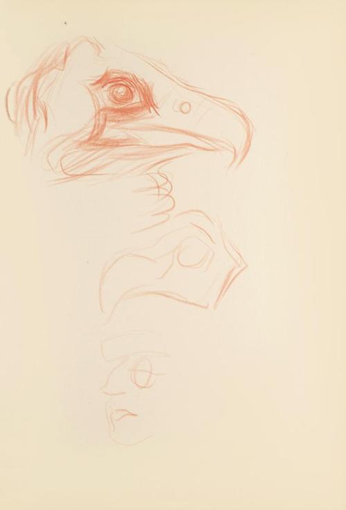 Alfred Wickenburg, Kopfstudie eines Greifvogels, 1942, Rötel auf Papier, Blattmaße: 29,7 × 20,9 ...