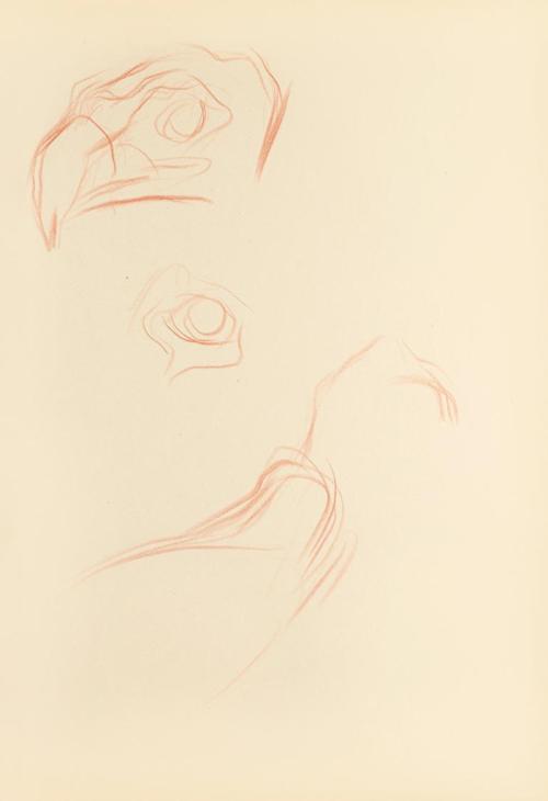 Alfred Wickenburg, Detailstudien zu einem Greifvogel, 1942, Rötel auf Papier, Blattmaße: 29,7 × ...