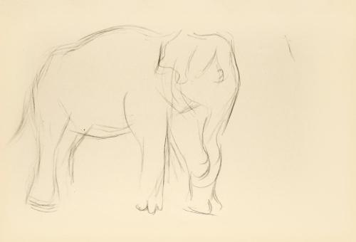 Alfred Wickenburg, Studie eines Elefantens, 1942, Bleistift auf Papier, Blattmaße: 20,7 × 29,9  ...