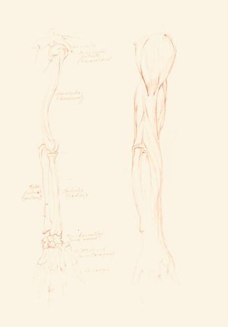 Alfred Wickenburg, Anatomiestudien eines Arms, um 1945, Rötel auf Papier, Blattmaße: 41,8 × 29, ...