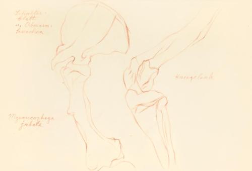 Alfred Wickenburg, Anatomiestudie mit Notizen, 1939, Rötel auf Transparentpapier, Blattmaße: 21 ...