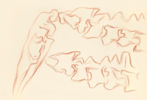 Alfred Wickenburg, Schädel und Halswirbel eines Ameisenbärs, 1939, Rötel auf Transparentpapier, ...