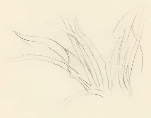 Alfred Wickenburg, Pflanzenstudie, um 1950, Kohle auf Transparentpapier, Blattmaße: 15 × 19 cm, ...