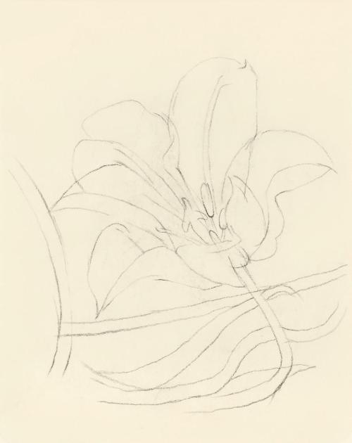 Alfred Wickenburg, Studie einer Blüte, um 1950, Kohle auf Transparentpapier, Blattmaße: 19 × 15 ...