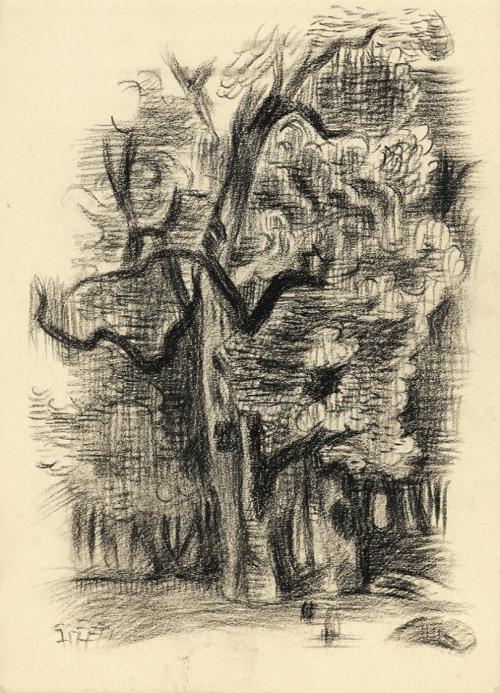 Alfred Wickenburg, Baumstudie, 1942, Kohle auf Papier, Blattmaße: 21 × 15 cm, Leihgabe aus Priv ...