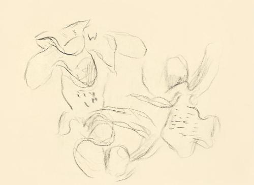 Alfred Wickenburg, Studie zur Blüte eines Frauenschuhs, um 1935, Kohle auf Transparentpapier, B ...