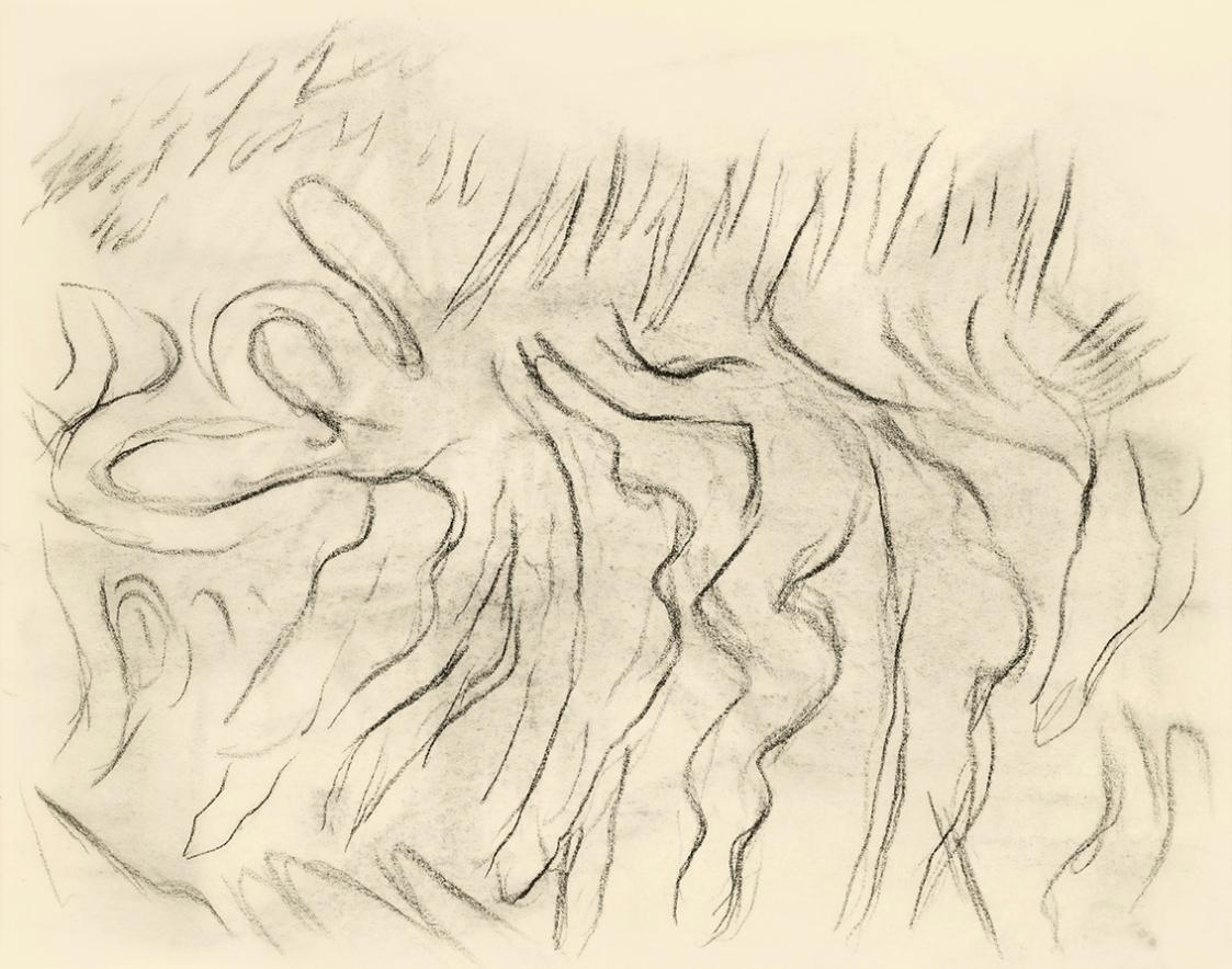 Alfred Wickenburg, Studie zu den Konturen geschwungener Blätter, 1950, Kohle auf Papier, Blattm ...