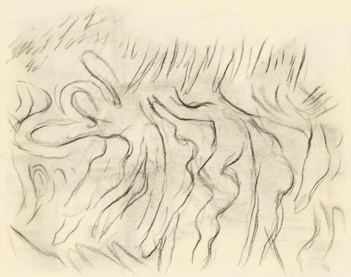 Alfred Wickenburg, Studie zu den Konturen geschwungener Blätter, 1950, Kohle auf Papier, Blattm ...