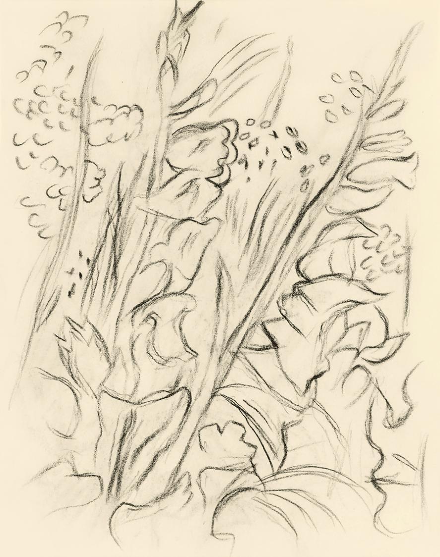 Alfred Wickenburg, Gladiolen, 1950, Kohle auf Papier, Blattmaße: 19,1 × 15 cm, Leihgabe aus Pri ...