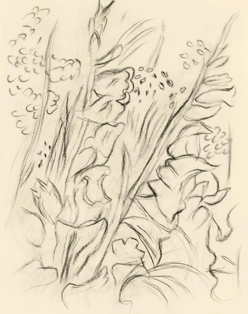 Alfred Wickenburg, Gladiolen, 1950, Kohle auf Papier, Blattmaße: 19,1 × 15 cm, Leihgabe aus Pri ...