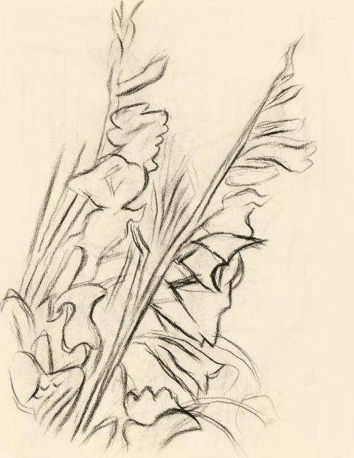 Alfred Wickenburg, Gladiolen, 1950, Kohle auf Papier, Blattmaße: 19,1 × 15 cm, Leihgabe aus Pri ...