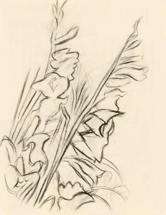 Alfred Wickenburg, Gladiolen, 1950, Kohle auf Papier, Blattmaße: 19,1 × 15 cm, Leihgabe aus Pri ...