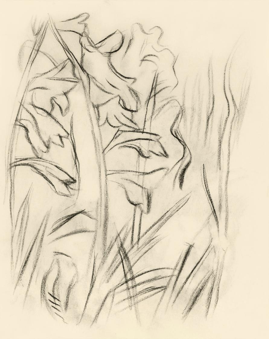Alfred Wickenburg, Gladiolen, 1950, Kohle auf Papier, Blattmaße: 19,1 × 15 cm, Leihgabe aus Pri ...