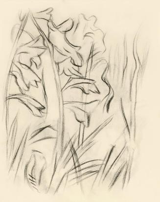 Alfred Wickenburg, Gladiolen, 1950, Kohle auf Papier, Blattmaße: 19,1 × 15 cm, Leihgabe aus Pri ...