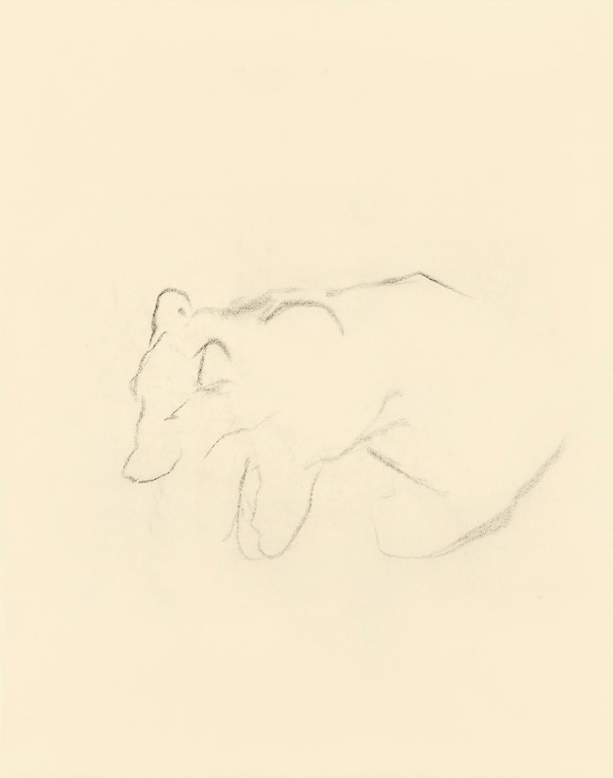 Alfred Wickenburg, Unvollendete Studie zu einem Bär, 1950, Kohle auf Papier, Blattmaße: 19,1 ×  ...