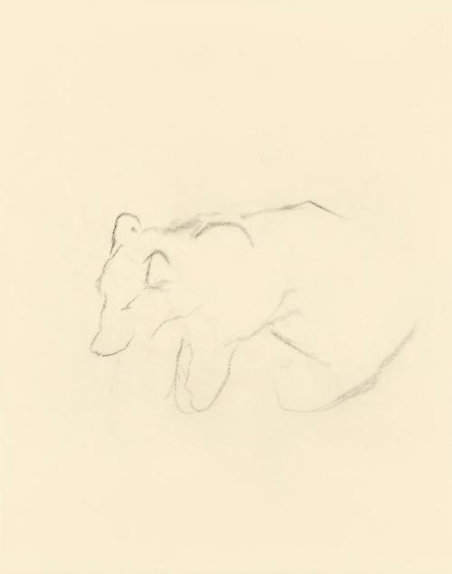 Alfred Wickenburg, Unvollendete Studie zu einem Bär, 1950, Kohle auf Papier, Blattmaße: 19,1 ×  ...