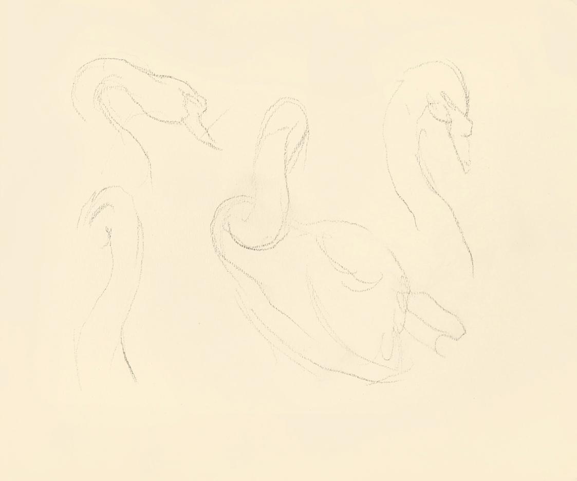 Alfred Wickenburg, Studien zu einem Schwan, 1938, Bleistift auf Papier, Blattmaße: 19 × 23 cm,  ...