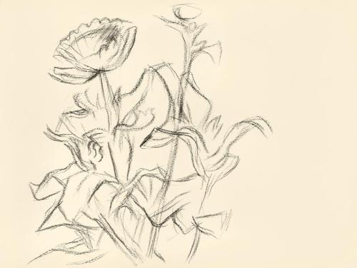 Alfred Wickenburg, Blumen und Blätter, 1950, Kohle auf Papier, Blattmaße: 21 × 28 cm, Leihgabe  ...
