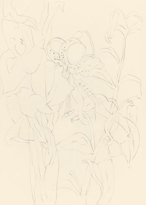 Alfred Wickenburg, Lilien, 1945/1955, Bleistift auf Papier, Blattmaße: 32,4 × 22,6 cm, Leihgabe ...