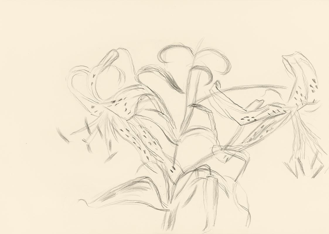 Alfred Wickenburg, Lilien, 1945/1955, Bleistift auf Papier, Blattmaße: 22,6 × 32,4 cm, Leihgabe ...