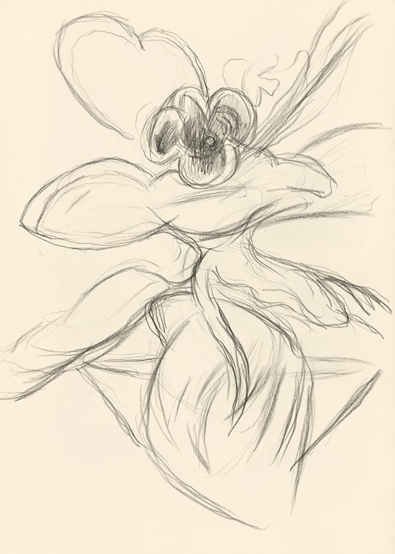 Alfred Wickenburg, Pflanze in einem Blumentopf, 1945/1955, Bleistift auf Papier, Blattmaße: 32, ...