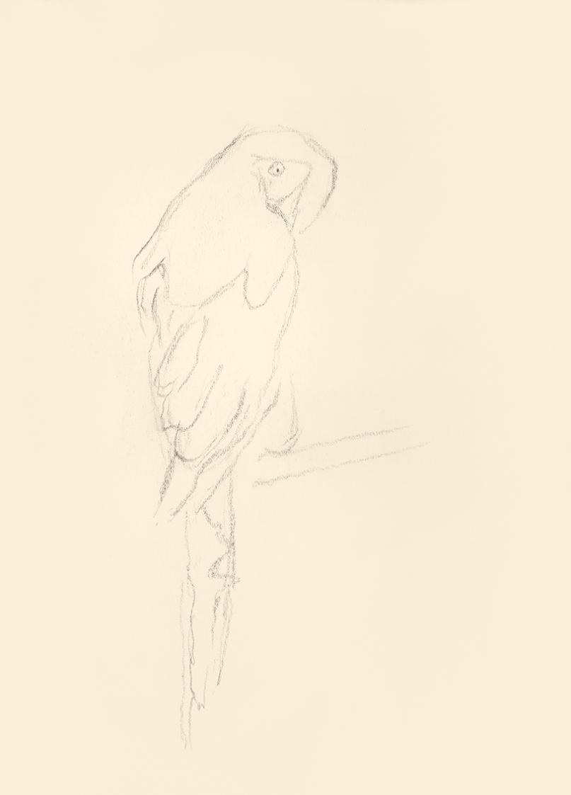Alfred Wickenburg, Papagei, 1939/1944, Graphit auf Papier, Blattmaße: 29,5 × 21 cm, Leihgabe au ...
