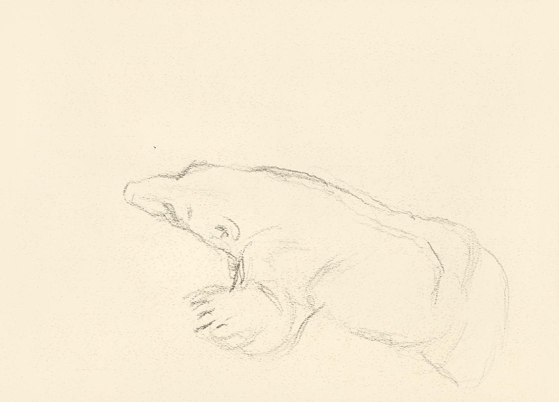 Alfred Wickenburg, Bär, 1939/1944, Graphit auf Papier, Blattmaße: 21 × 29,5 cm, Leihgabe aus Pr ...