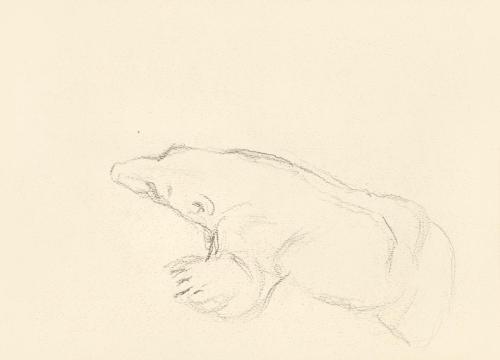 Alfred Wickenburg, Bär, 1939/1944, Graphit auf Papier, Blattmaße: 21 × 29,5 cm, Leihgabe aus Pr ...