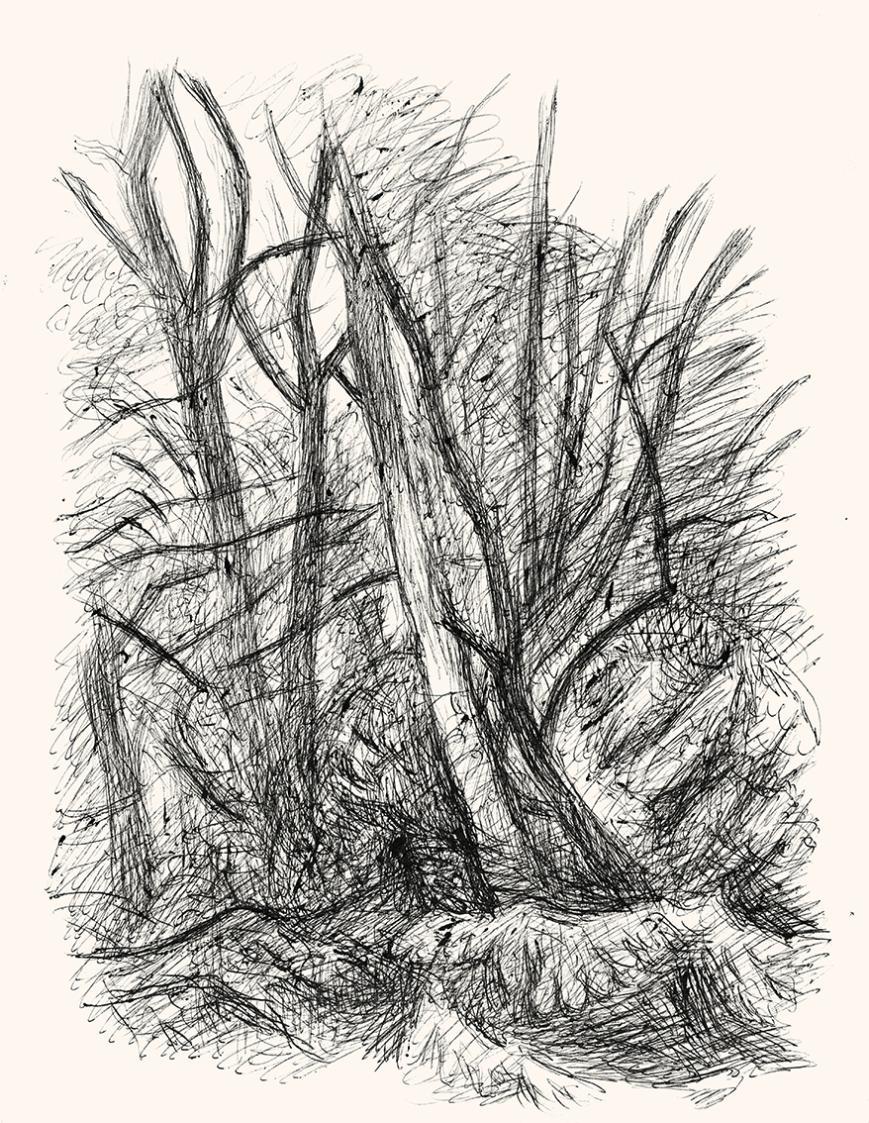 Alfred Wickenburg, Bäume, um 1960, Schwarzer Kugelschreiber auf Papier, Blattmaße: 32,2 × 25,4  ...