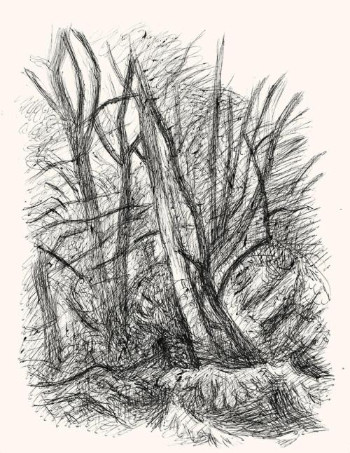Alfred Wickenburg, Bäume, um 1960, Schwarzer Kugelschreiber auf Papier, Blattmaße: 32,2 × 25,4  ...