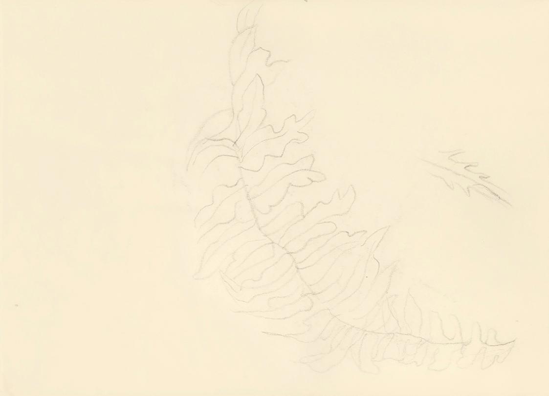 Alfred Wickenburg, Blatt eines Farns, um 1950, Bleistift auf Transparentpapier, Blattmaße: 14,8 ...