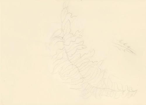 Alfred Wickenburg, Blatt eines Farns, um 1950, Bleistift auf Transparentpapier, Blattmaße: 14,8 ...