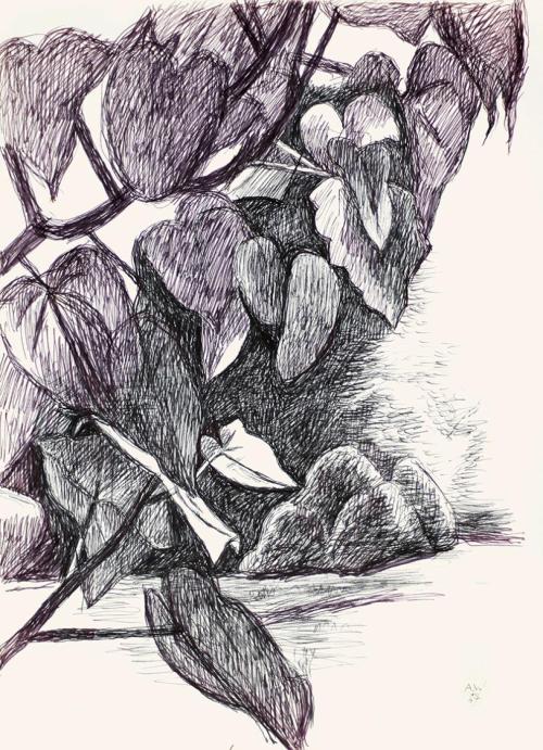 Alfred Wickenburg, Paulownia, 1967, Schwarzer Filzstift auf Papier, Blattmaße: 50,9 × 37,8 cm,  ...