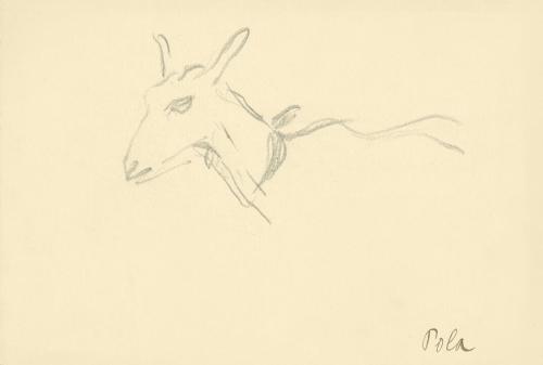 Alfred Wickenburg, Ziege, Pola, 1920/1923, Graphit auf Papier, Blattmaße: 15,2 × 22 cm, Privatb ...