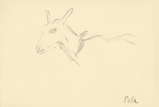 Alfred Wickenburg, Ziege, Pola, 1920/1923, Graphit auf Papier, Blattmaße: 15,2 × 22 cm, Privatb ...