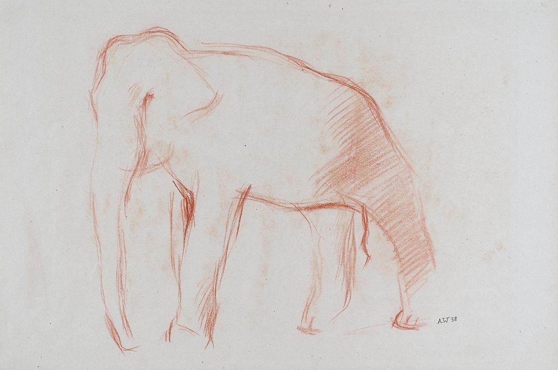 Alfred Wickenburg, Elefant, 1938, Rötel auf Papier, Blattmaße: 28,9 × 43,6 cm, Neue Galerie Gra ...