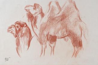 Alfred Wickenburg, Kamele, 1938, Rötel auf Papier, Blattmaße: 29 × 43,6 cm, Neue Galerie Graz,  ...