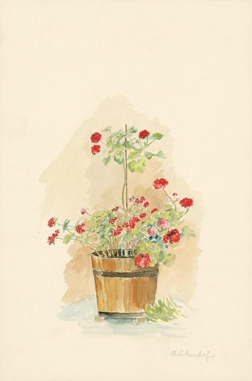 Alfred Wickenburg, Pelargonien, 1902, Aquarell über Bleistift auf Papier, Blattmaße: 34 × 22,5  ...