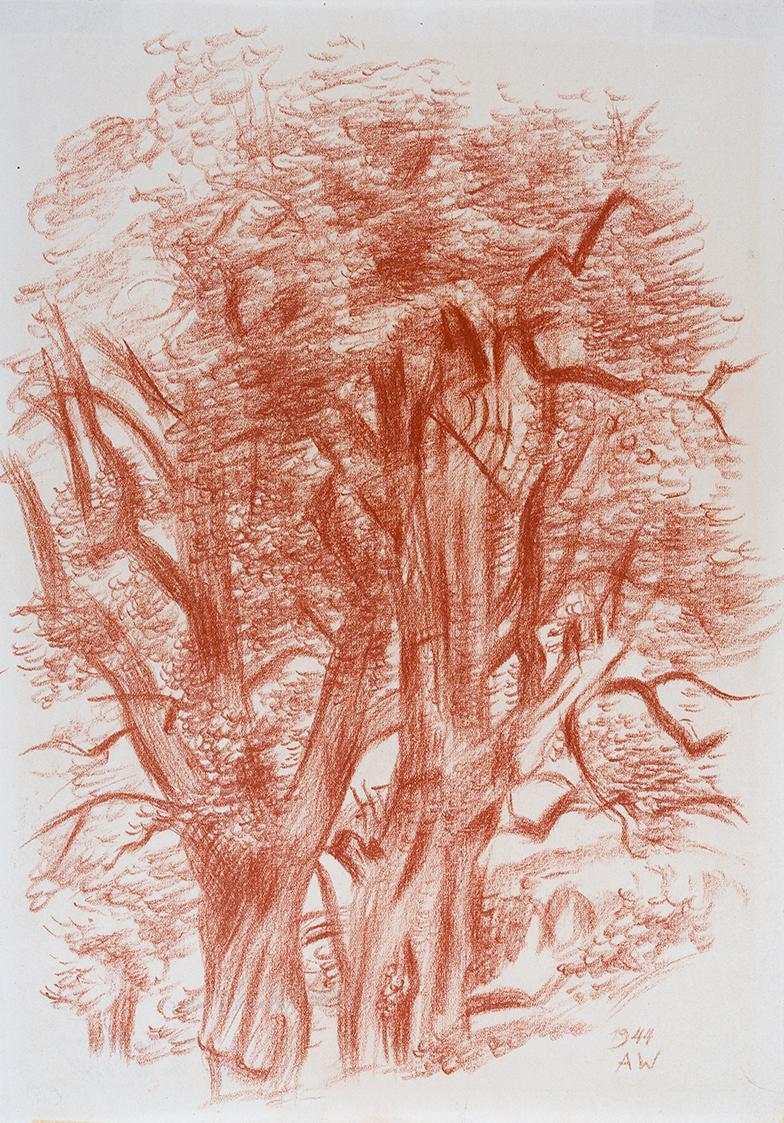 Alfred Wickenburg, Alte Birnbäume, 1944, Rötel auf Papier, Blattmaße: 32 × 22,4 cm, Neue Galeri ...