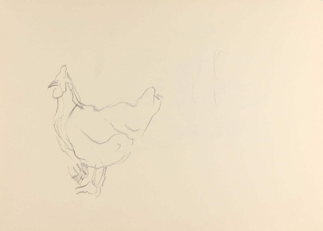 Alfred Wickenburg, Huhn, um 1950, Graphit auf Papier, Blattmaße: 21 × 29,5 cm, Privatbesitz