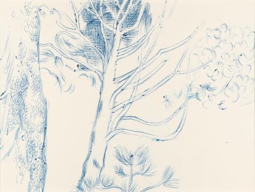 Alfred Wickenburg, Baum, um 1960, Blauer Kugelschreiber auf Papier, Blattmaße: 23,8 × 30 cm, Pr ...