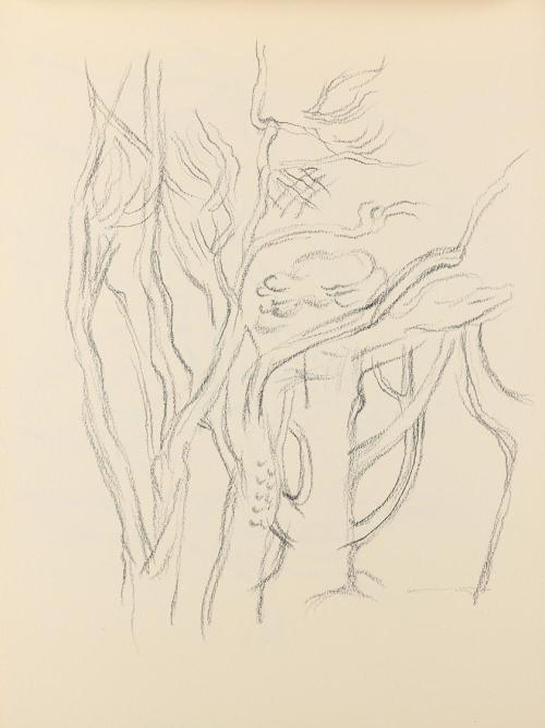 Alfred Wickenburg, Baumstudien, um 1945, Graphit auf Papier, Blattmaße: 28,5 × 21 cm, Privatbes ...