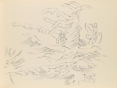 Alfred Wickenburg, Pflanzen, 1950/1955, Kohle auf Papier, Blattmaße: 21 × 28 cm, Privatbesitz
