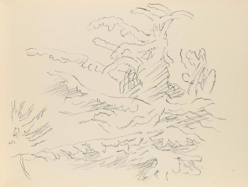 Alfred Wickenburg, Pflanzen, 1950/1955, Kohle auf Papier, Blattmaße: 21 × 28 cm, Privatbesitz