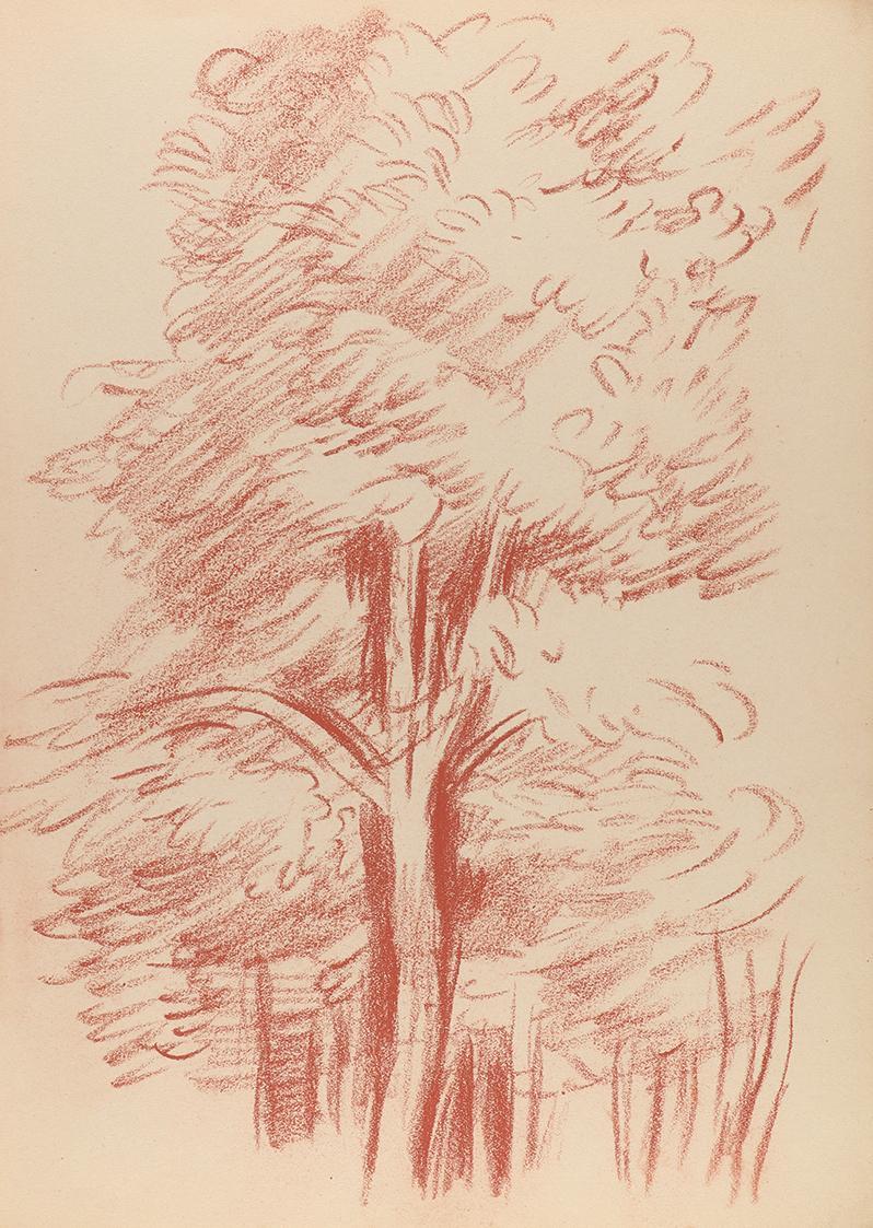 Alfred Wickenburg, Baumstudie, 1943, Rötel auf Papier, Blattmaße: 31,8 × 23 cm, Privatbesitz