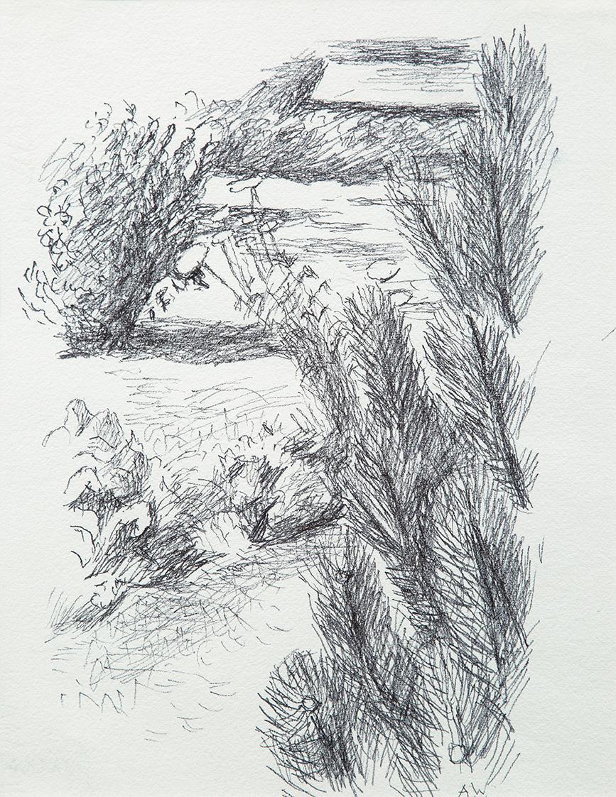 Alfred Wickenburg, Pflanzen in eine Landschaft, um 1960, Tintenstift auf Papier, Privatbesitz