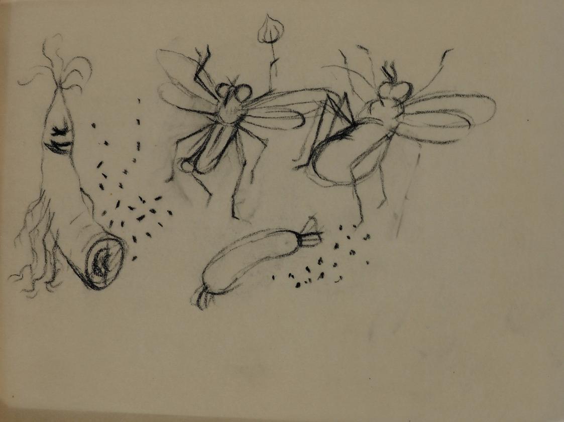 Alfred Wickenburg, Tanzende Fliegen und Gemüse, 1952, Kohle auf Transparentpapier, Blattmaße: 1 ...