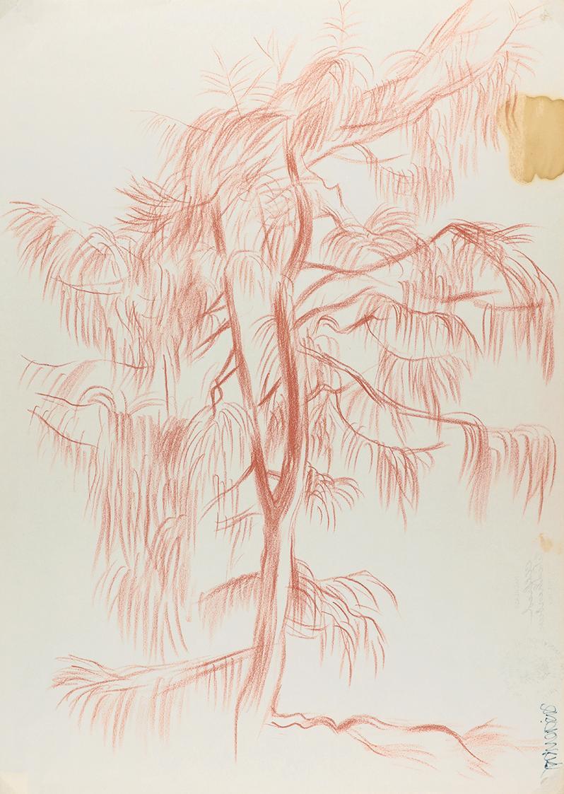Alfred Wickenburg, Baum, 1938/1942, Rötel auf Papier, Blattmaße: 42 × 29,8 cm, Leihgabe aus Pri ...
